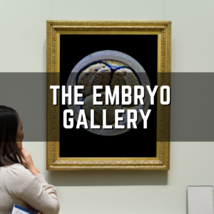 the embryo gallery