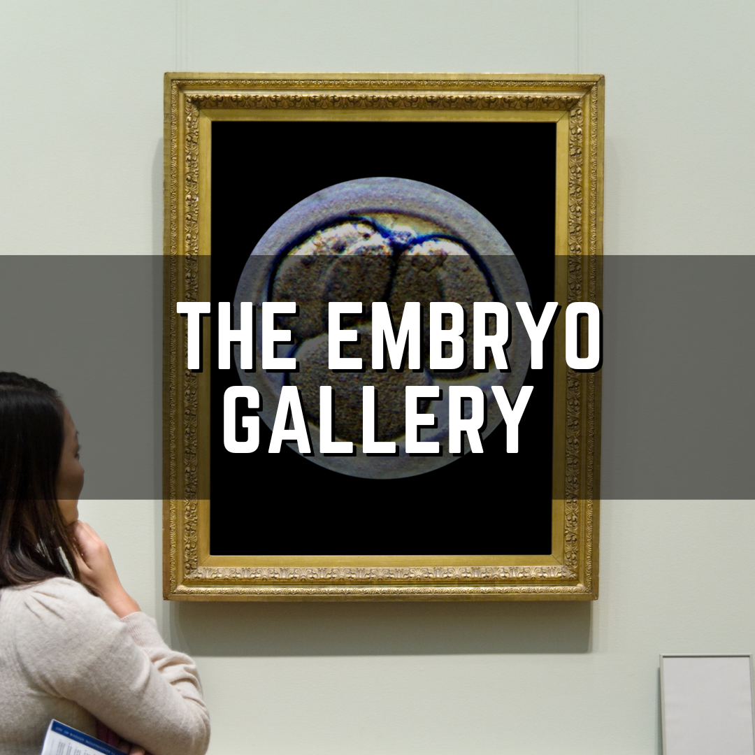 the embryo gallery