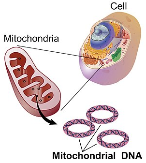 parts of the mitochondria