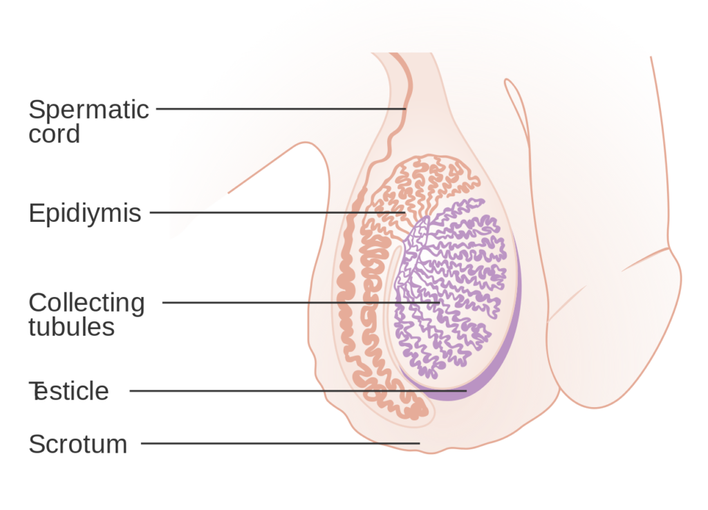 anatomy of testicle