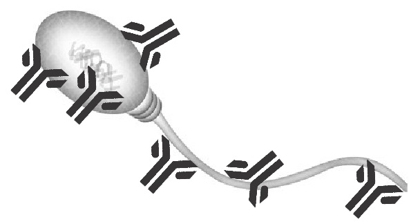sperm antibodies binding to sperm