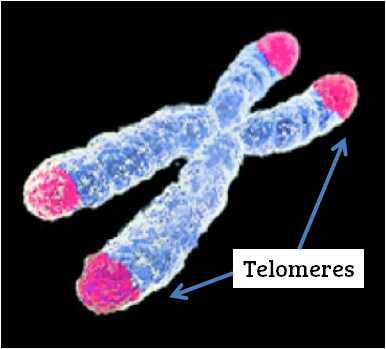 chromosome with telomeres highlighted