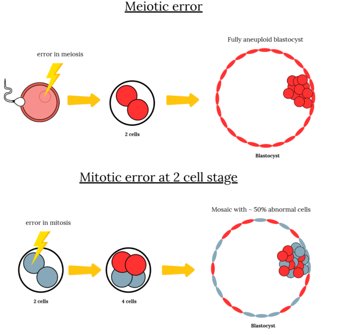 comparison of meiotic and mitotic error in IVF and PGT-A