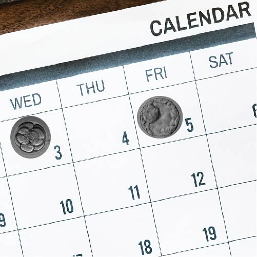calendar with day 3 and day 5 embryo