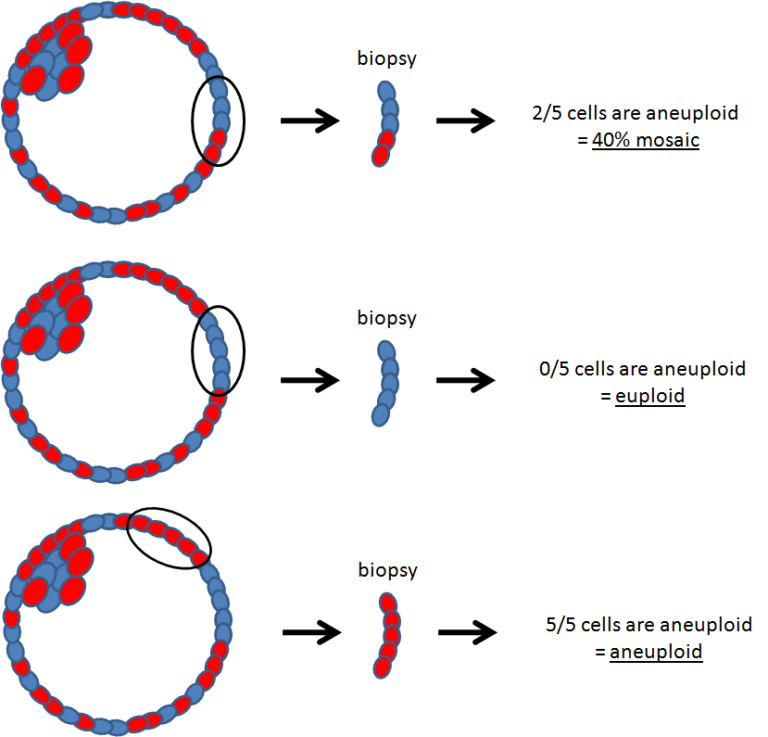 diagram showing how a single biopsy can give different PGT-A results, either mosaic, aneuploid or euploid