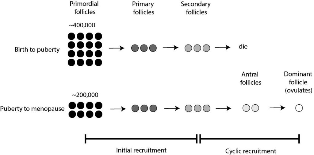 follicle recruitment
