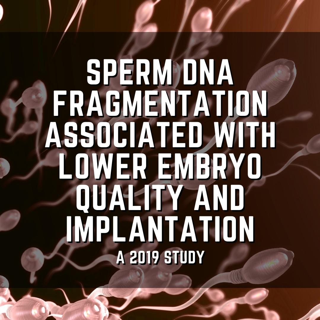 Sperm DNA fragmentation associated with lower embryo quality and implantation