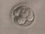 ivf success story of embryo that worked