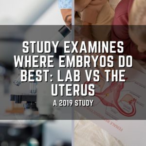 Study examines where embryos do best: lab vs the uterus