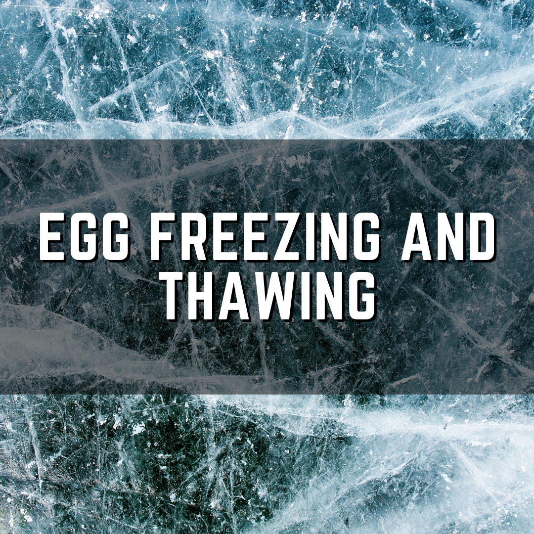 egg freezing and thawing