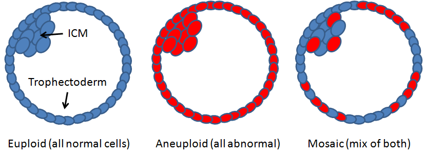 mosaic embryo