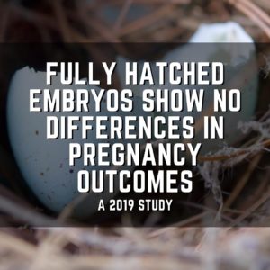 Fully hatched embryos show no differences in pregnancy outcomes