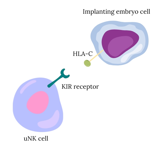 implanting embryo cell interacts through HLA-C with uterine NK cells via the KIR receptor
