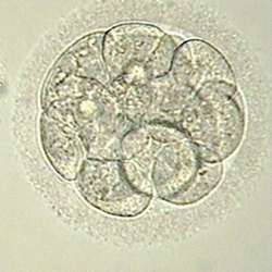 A good quality 3/>9 day 3 embryo