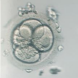 A fair quality 2/4 day 3 embryo