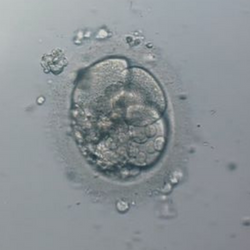 A poor quality 1/4 day 3 embryo