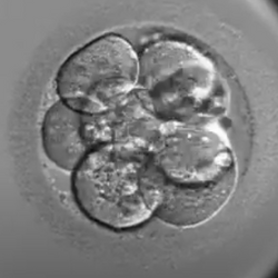 A fair quality 2/8 day 3 embryo