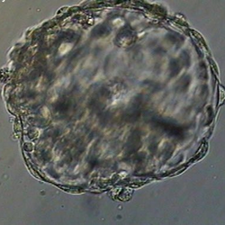 A 6BA hatched good quality blastocyst