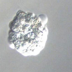 A collapsed 6AA hatched good quality blastocyst