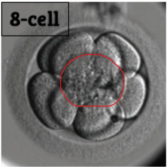a picture of an 8 cell embryo with 1 of 8 cells circled