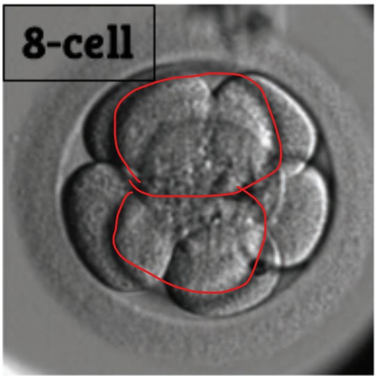 a picture of an 8 cell embryo with 2 of 8 cells circled