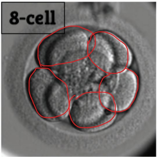 a picture of an 8 cell embryo with 5 of 8 cells circled