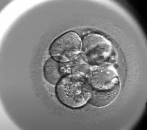 example of cleavage stage embryo with 8 cells