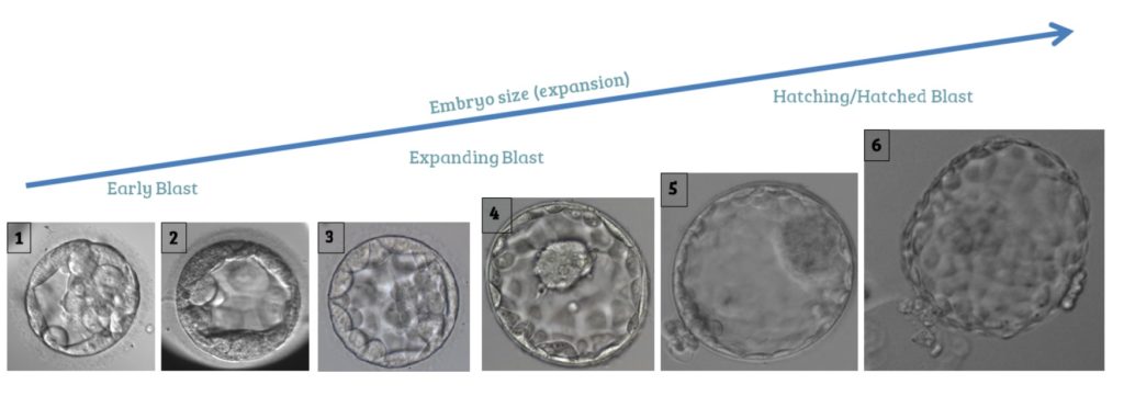diagram that shows how the increasing embryo expansion number indicates a bigger embryo