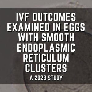 IVF outcomes examined in eggs with smooth endoplasmic reticulum clusters