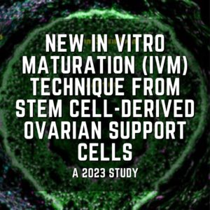 New in vitro maturation (IVM) technique from stem cell-derived ovarian support cells