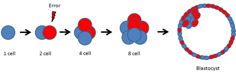how an error in mitosis can lead to a mosaic embryo