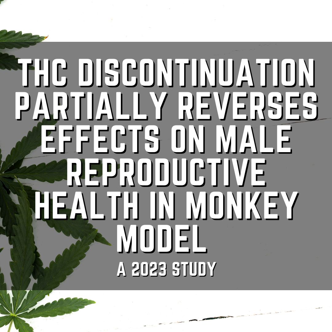 THC discontinuation partially reverses effects on male reproductive health in monkey model