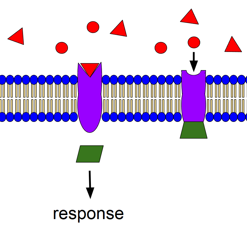 cell receptor binding to hormone with response