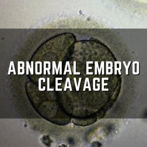abnormal embryo cleavage