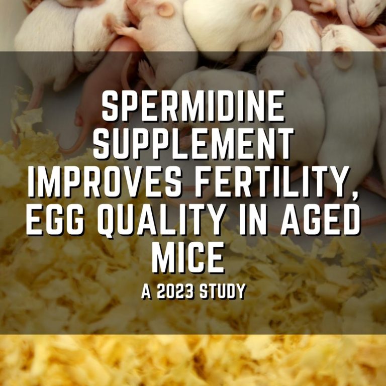 Spermidine supplement improves fertility, egg quality in aged mice