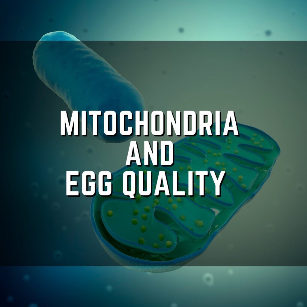 mitochondria and egg quality