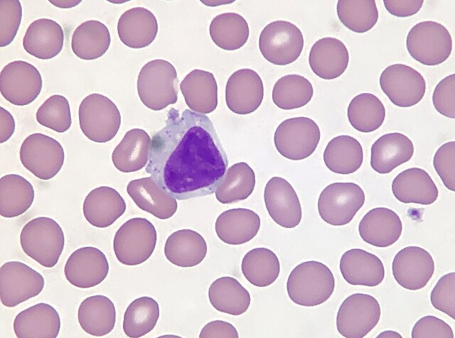 A T cell (purple) surrounded by red blood cells. T cells are part of the adaptive immune system
