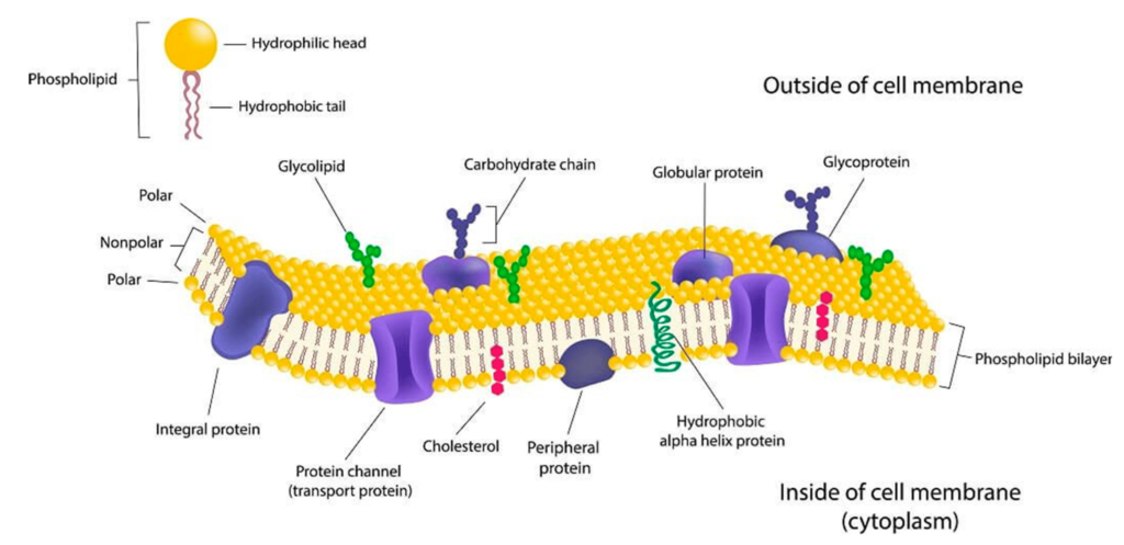 An illustration showing the cellular membrane of our cells, which is mostly composed of phospholipids (in yellow)