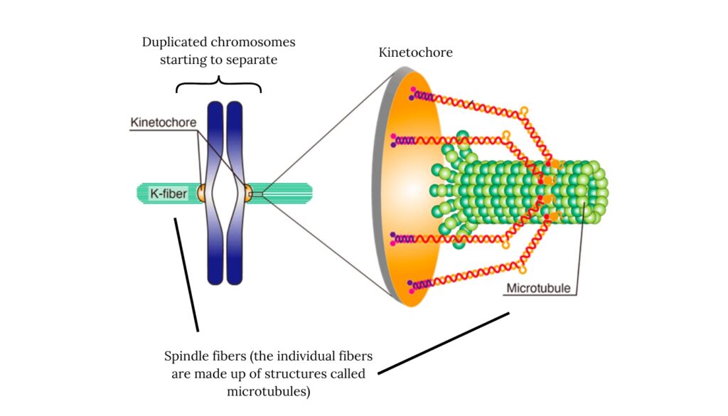 kinetochore and spindle fibers