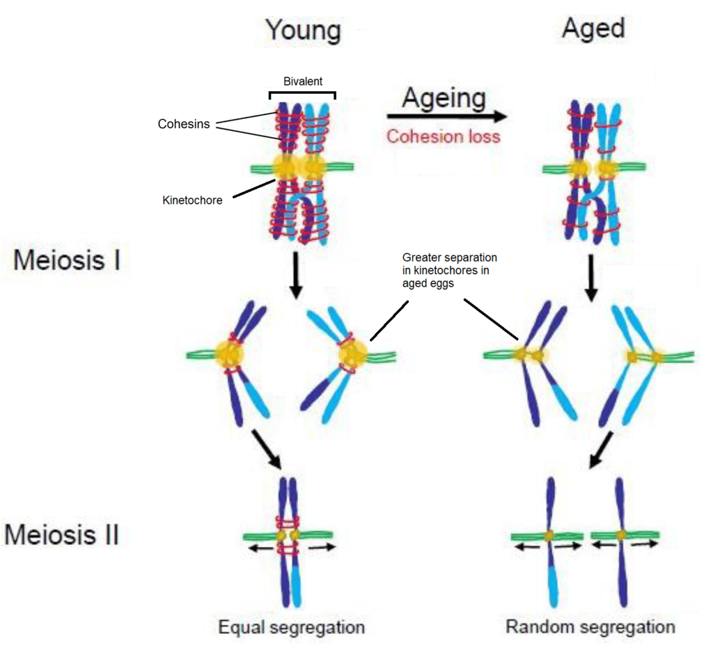 young aged cohesin aneuploidy ivf