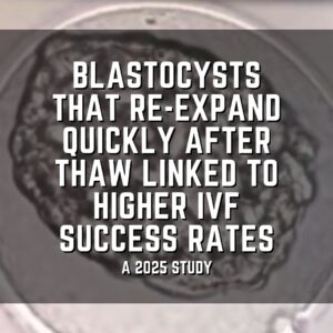 Blastocysts that re-expand quickly after thaw linked to higher IVF success rates