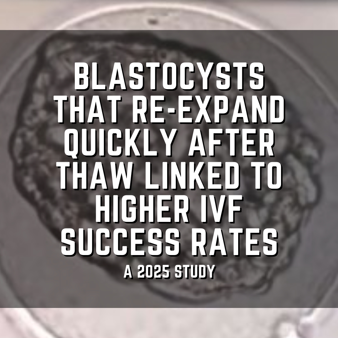 Blastocysts that re-expand quickly after thaw linked to higher IVF success rates