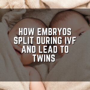 How embryos split during IVF and lead to twins