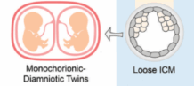 Illustration of how a loose inner cell mass can result in monochorionic diamniotic twins