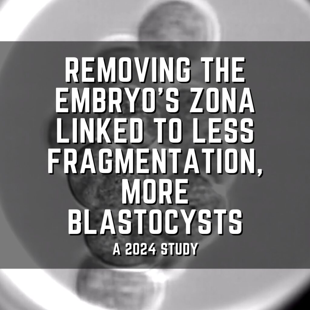 Removing the embryo’s zona linked to less fragmentation, more blastocysts
