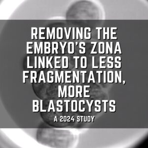 Removing the embryoโs zona linked to less fragmentation, more blastocysts