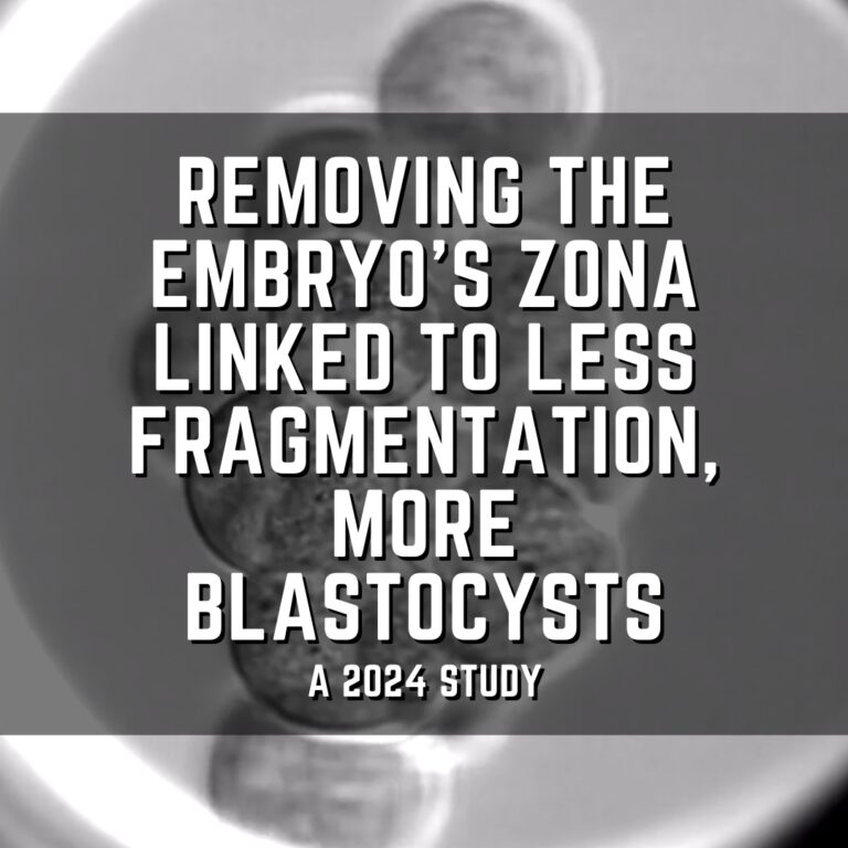 Removing the embryo’s zona linked to less fragmentation, more blastocysts