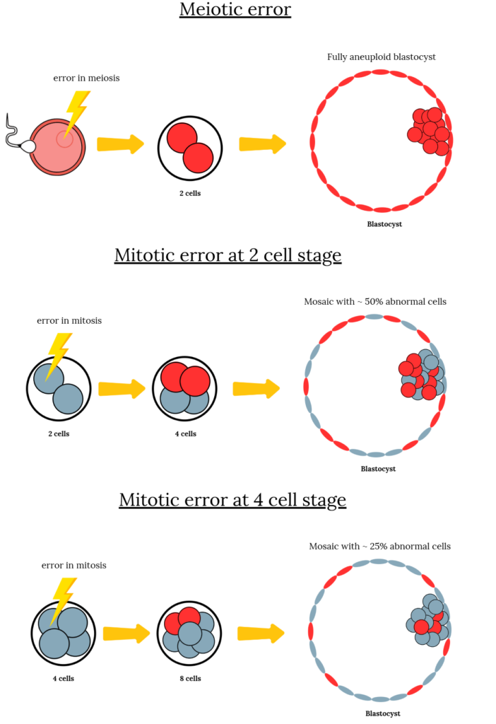 Diagram comparing meiotic and mitotic chromosomal errors in embryos. A meiotic error (in the egg or sperm) leads to a fully aneuploid blastocyst where all cells are abnormal. In contrast, mitotic errors occurring after fertilization (at the 2-cell or 4-cell stage) produce mosaic embryos, where only some cells are abnormal, resulting in varying proportions of abnormal cells in the blastocyst.